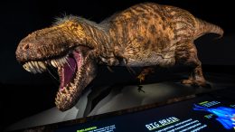 T. rex Model Ultimate Predator