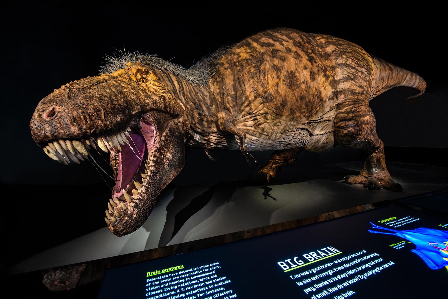 T. rex Ultimate Predator Model
