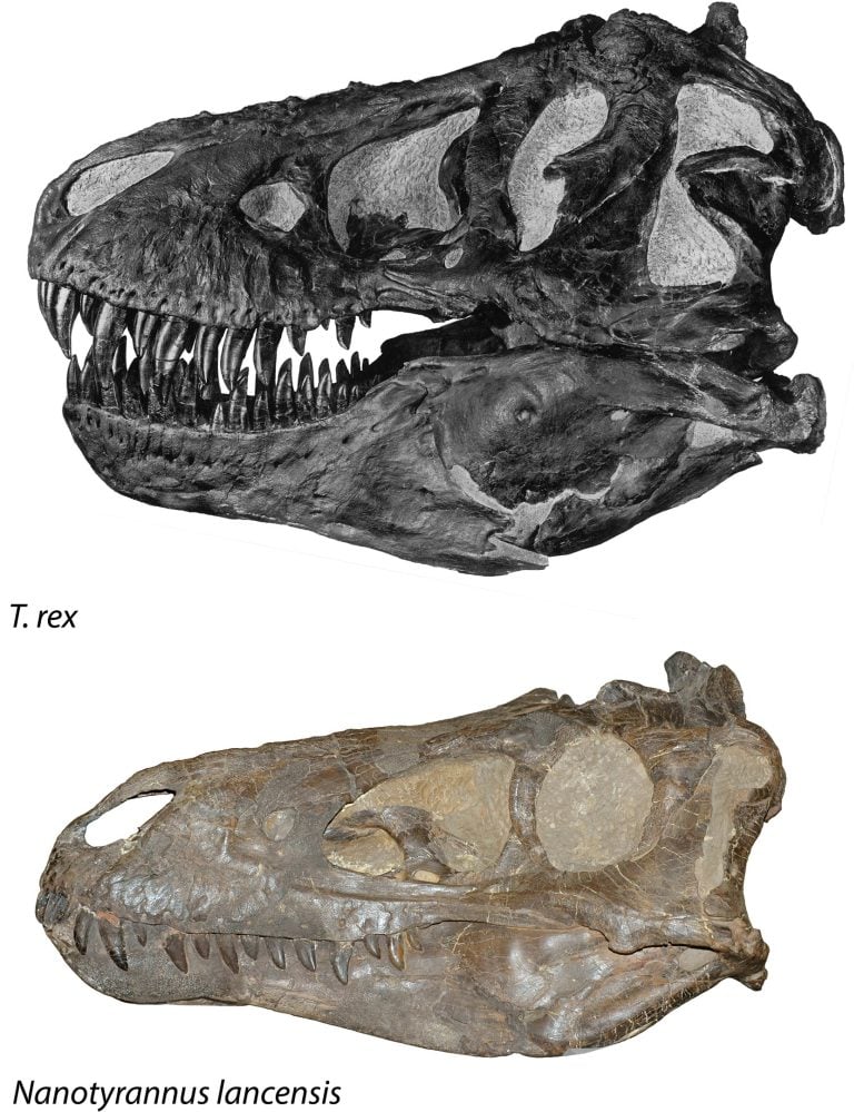T. rex and Nanotyrannus Skull Comparison