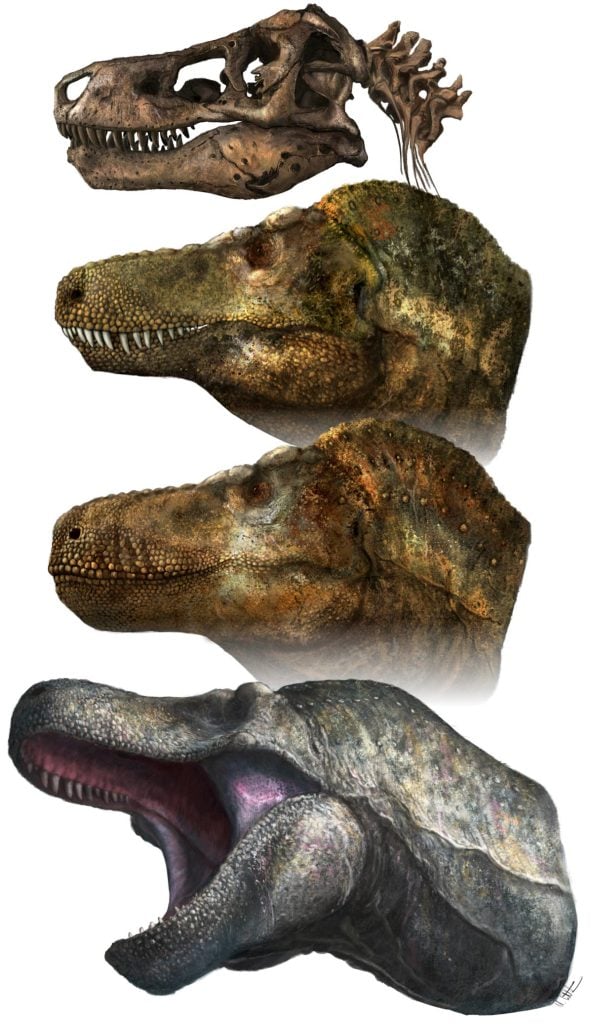 T. rex Skull and Head Reconstructions