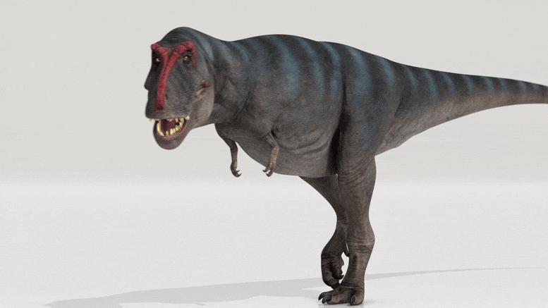 The new biomechanical model shows a Tyrannosaurus rex walking surprisingly slowly