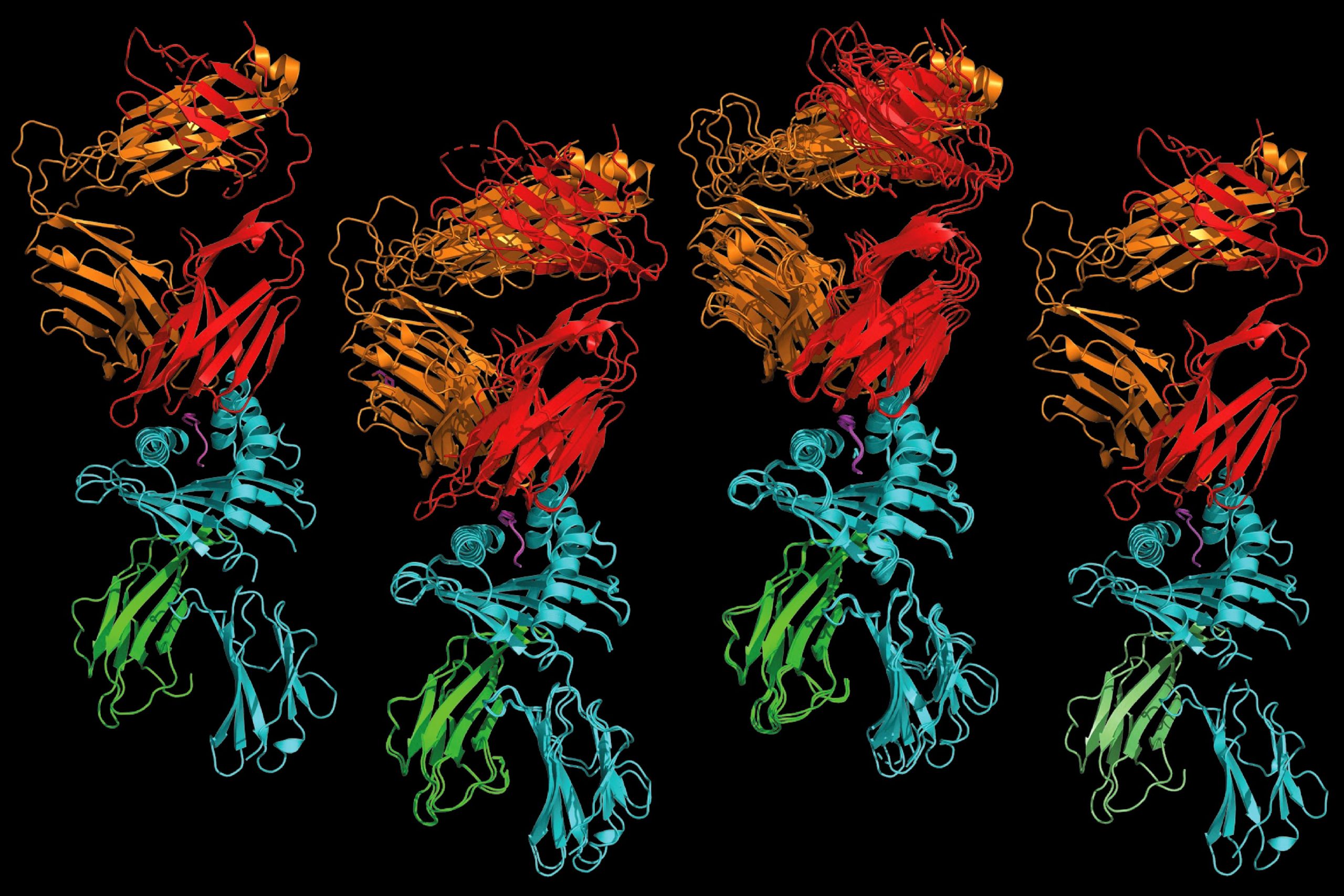 Cracking the Code of Autoimmune Diseases: New Approach Identifies Key Protein Fragments