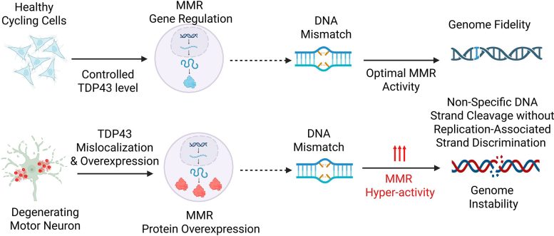 TDP43 Misregulation Triggers Mismatch Repair Hyperactivity and Genome Instability