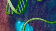 TFIID DNA RNA