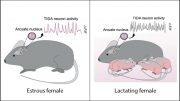 TIDA Neurons Activity Lactation