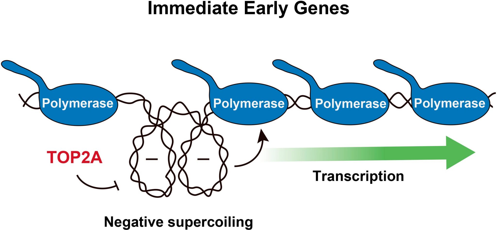 DNA Supercoiling DNA Structure Itself Is Involved in Genome Regulation