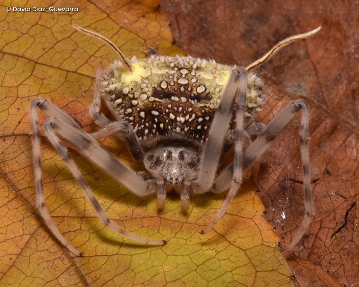Scientists Discover Strange New Spider Species That Disguises Itself as a Fungus