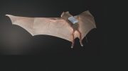 Tagged Desmodus Rotundus Bat