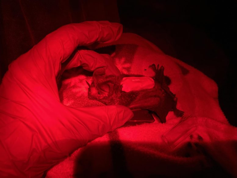 Tagged Fringe Lipped Bat