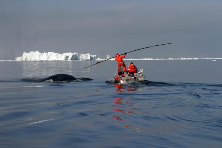 Tagging a Bowhead Whale