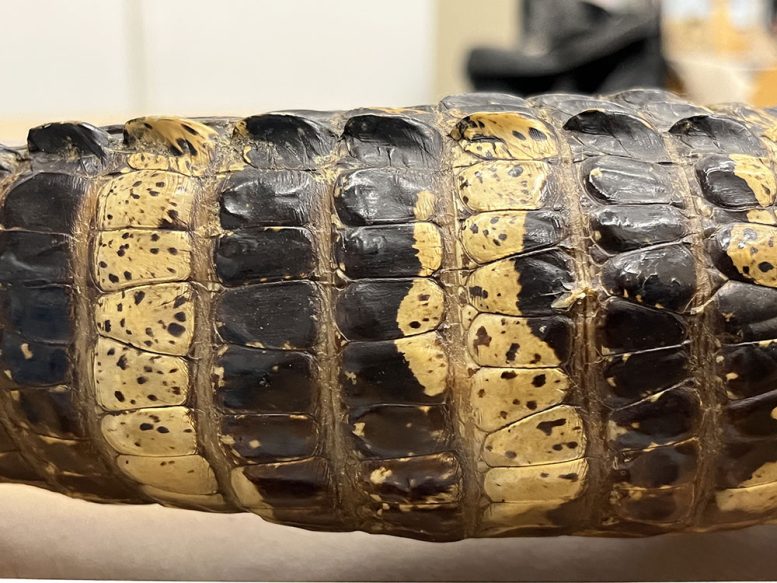 Tail of a Specimen of Alligator mississippiensis