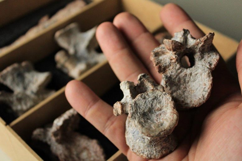 Tainrakuasuchus Bellator Fossil