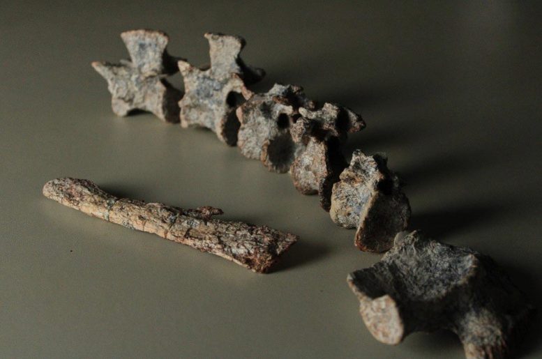 Tainrakuasuchus Bellator Vertebrae and Jaw Fossil
