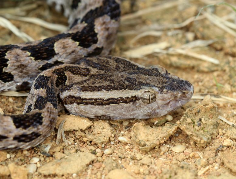 Taiwan Habu Snake