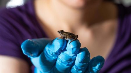 Scientists Uncover the Secrets Behind Frogs’ Water-Skipping Superpowers