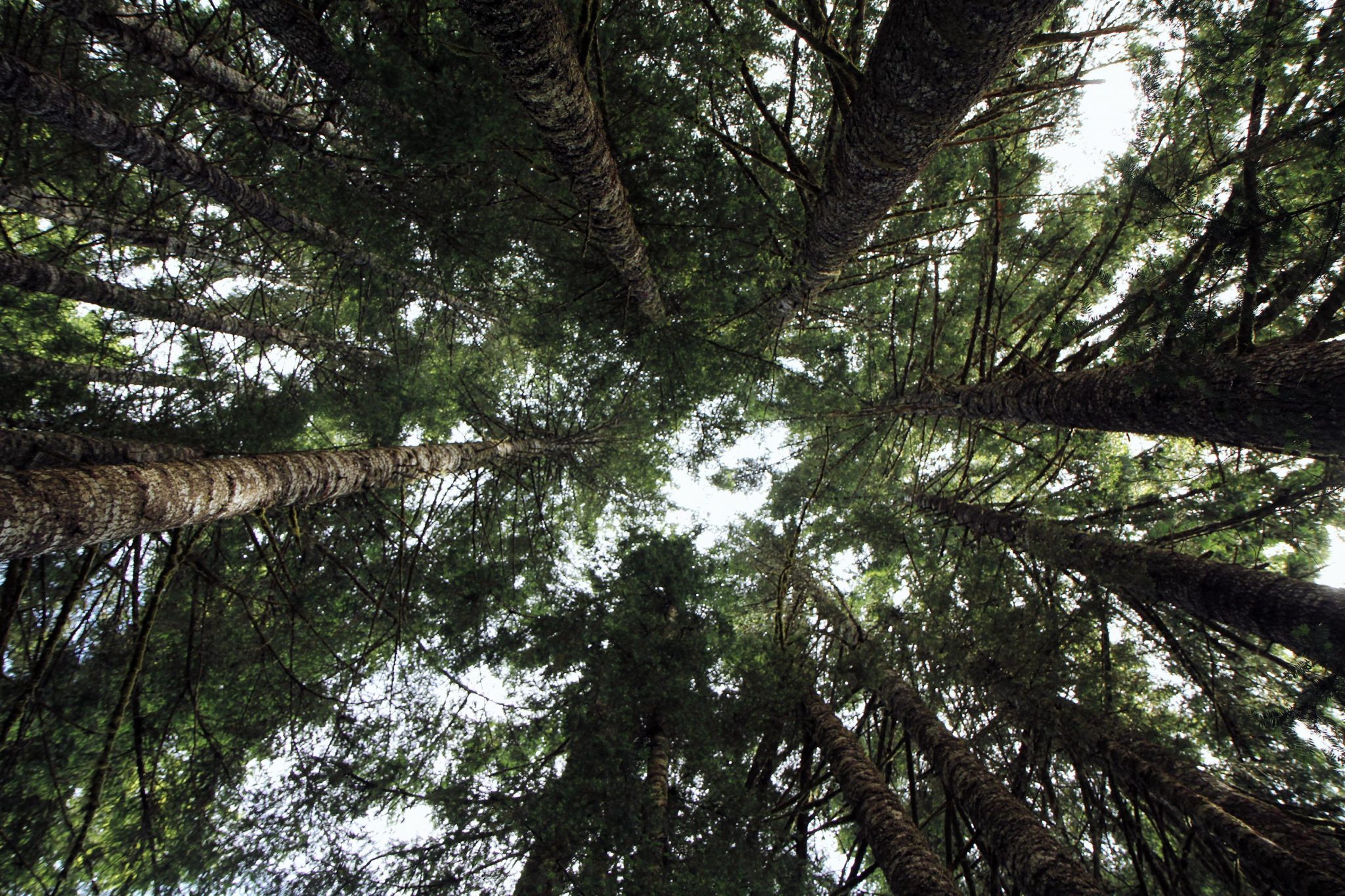 New Research Trees Absorb Less Carbon Dioxide As the World’s