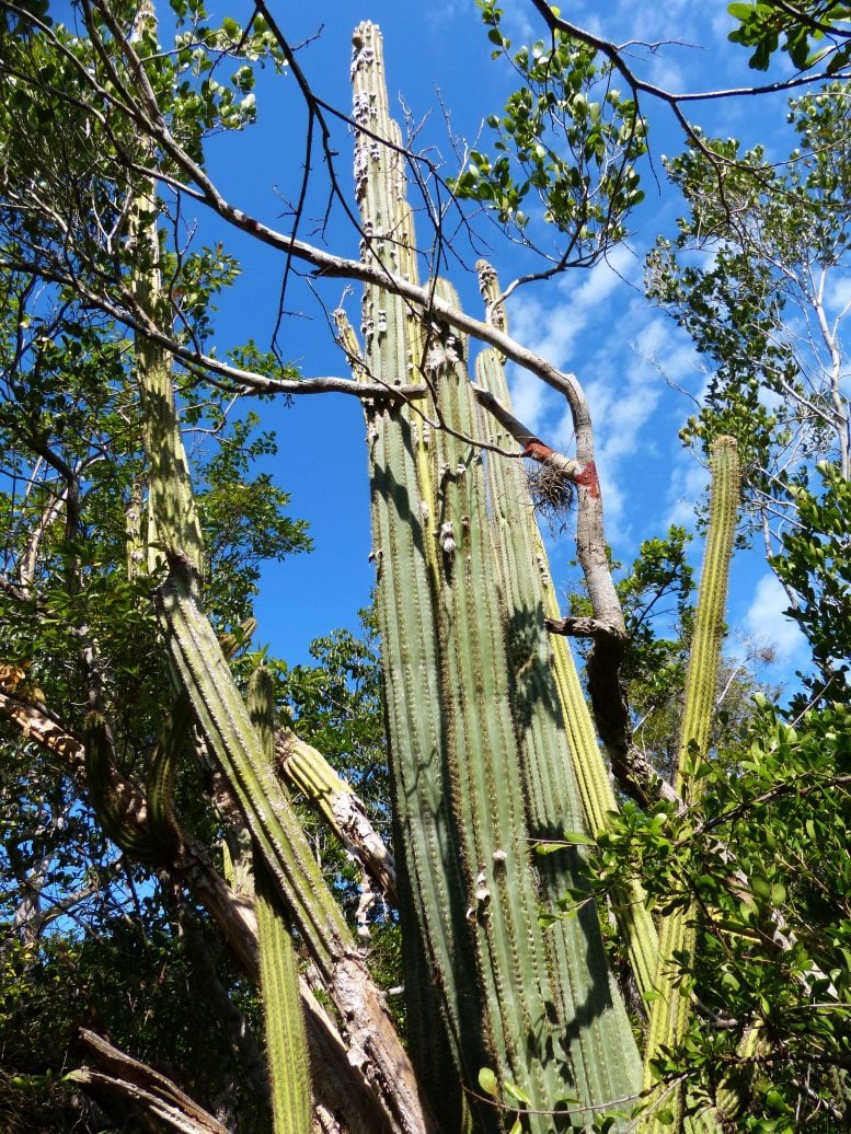 Tall Key Largo Tree Cactus
