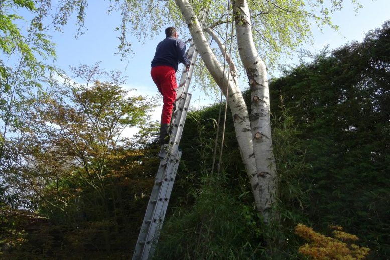 Tall Ladder Tree Trimming