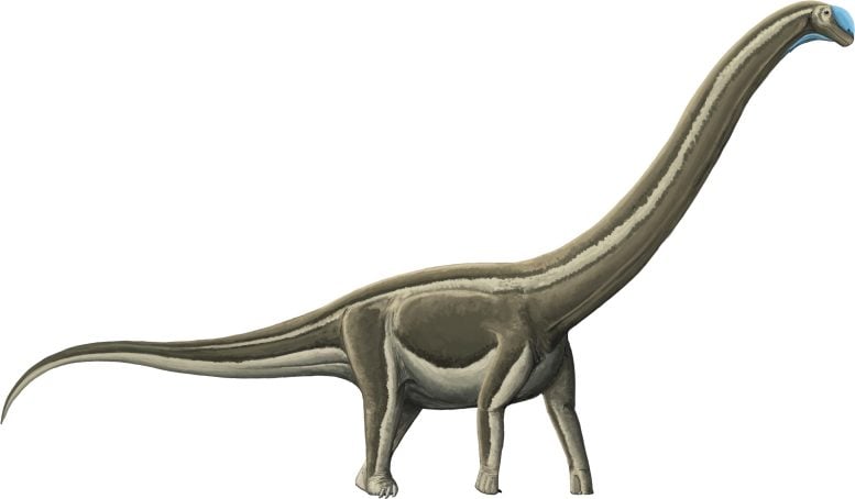 Tambatitanis Sauropod Dinosaur