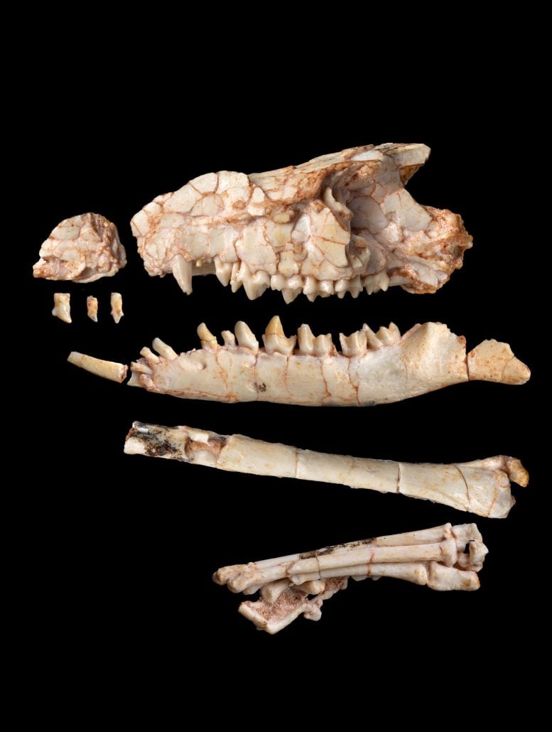 Tamirkhan Balcarceli Skull and Partial Limb
