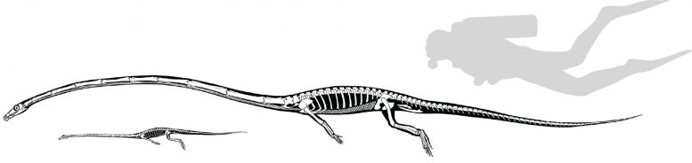 Tanystropheus Skeletons Size Comparison