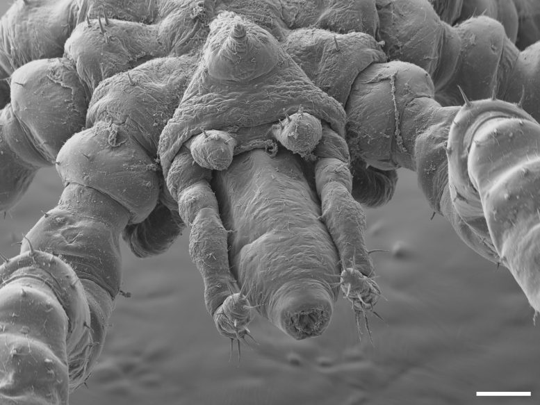 Tanystylum Kiixin’s Face at a 100 Micrometer Scale