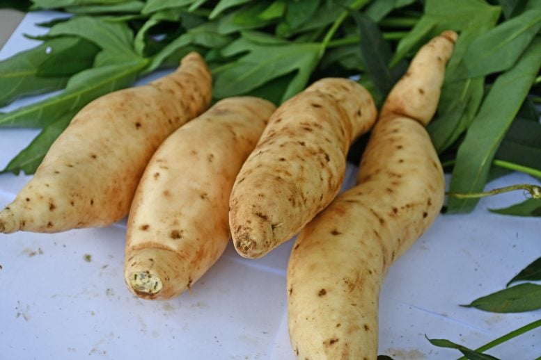 Tanzania Sweetpotato