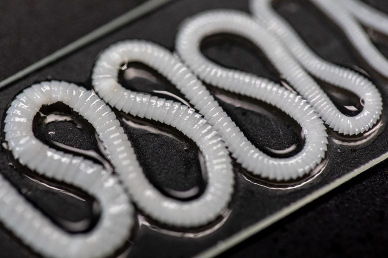 Tapeworm Parasite Under Microscope