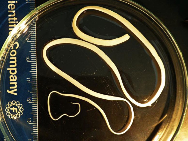 Tapeworm on Equipment