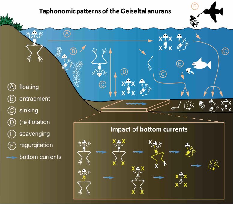 Taphonomy of the Geiseltal Frogs