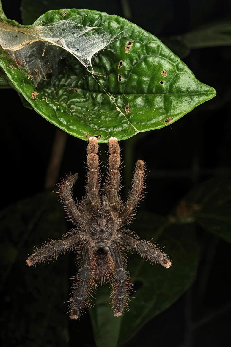 Tarantula On Leaf