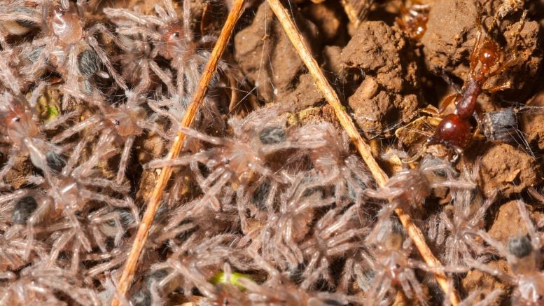 Tarantula Spiderlings and Ants