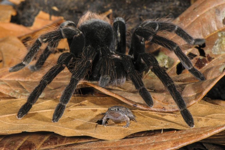 Tarantula i żaba