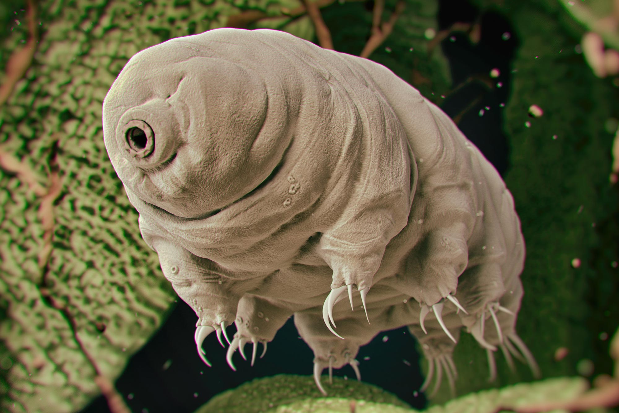What Makes This Creature Nearly Invincible? Biologists Have Gained New  Insight