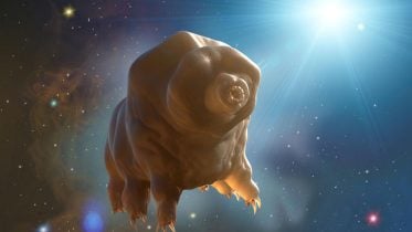 Unveiling Nature’s Ultimate Survivors: Tardigrade Genomes Reveal the Secrets of Extreme Survival