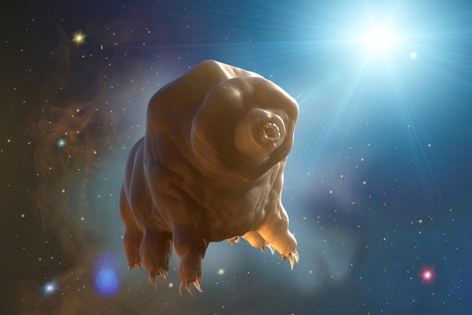 Les génomes tardigrades révèlent les secrets de la survie extrême