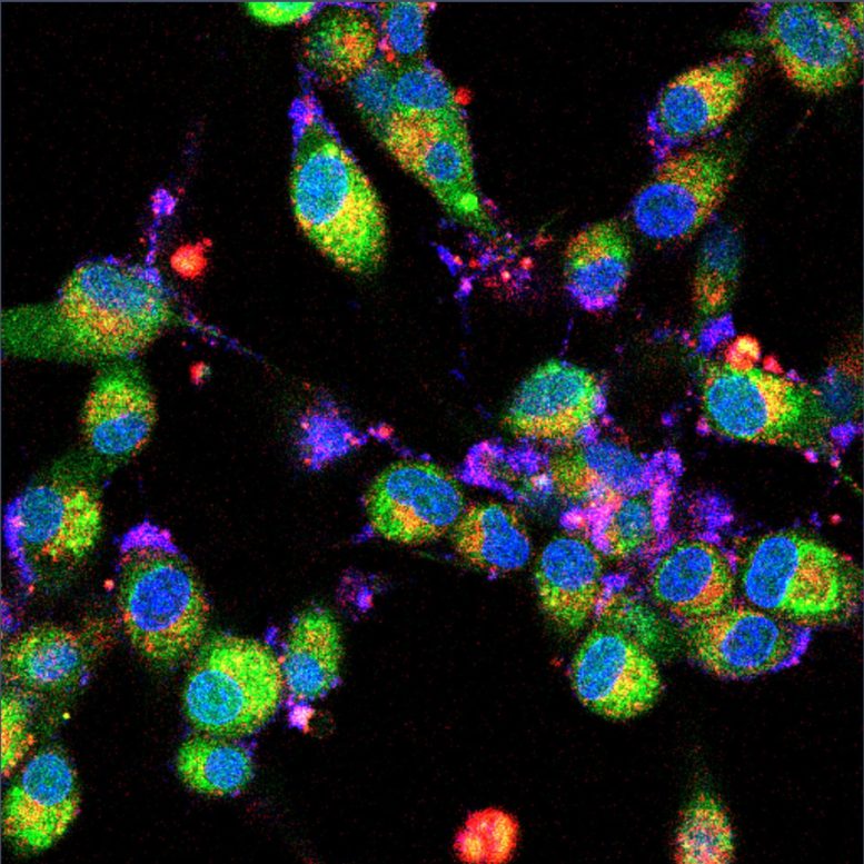 Targeted Cancer Surgery and Treatment Platform