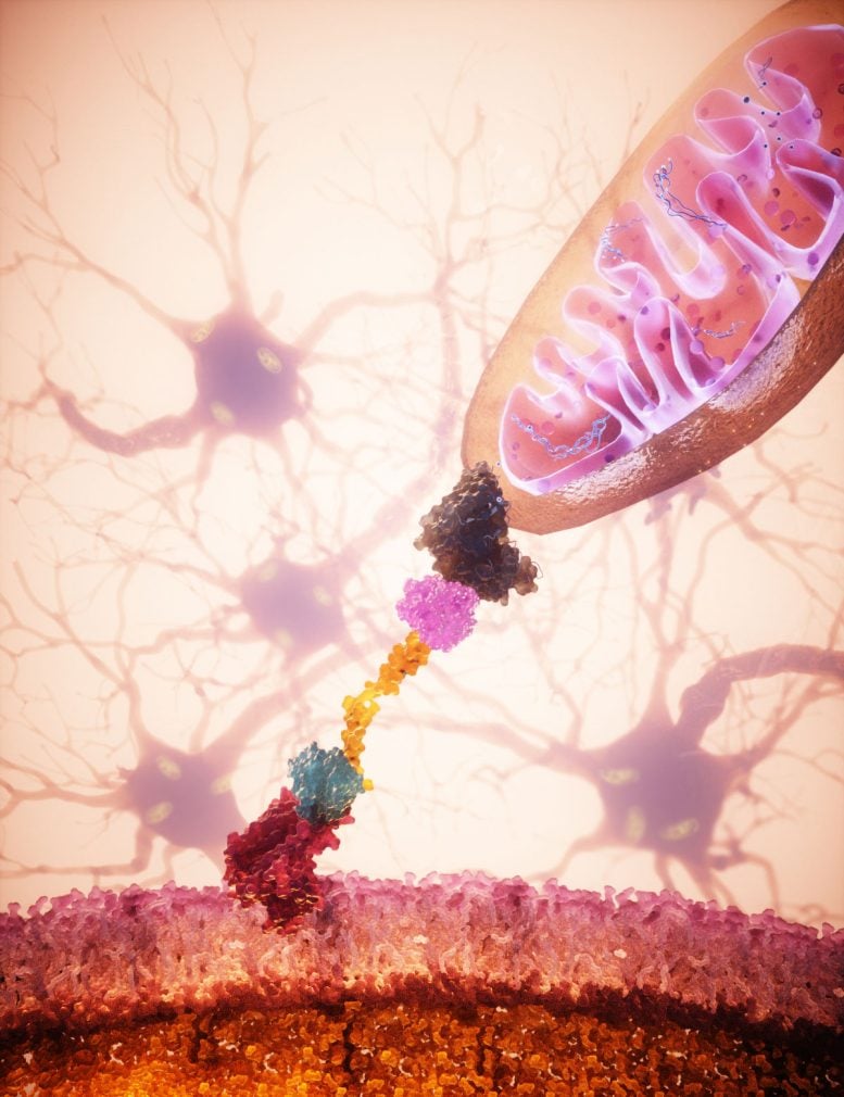 Revolutionary Technique Sends Healthy Mitochondria Exactly Where They’re Needed