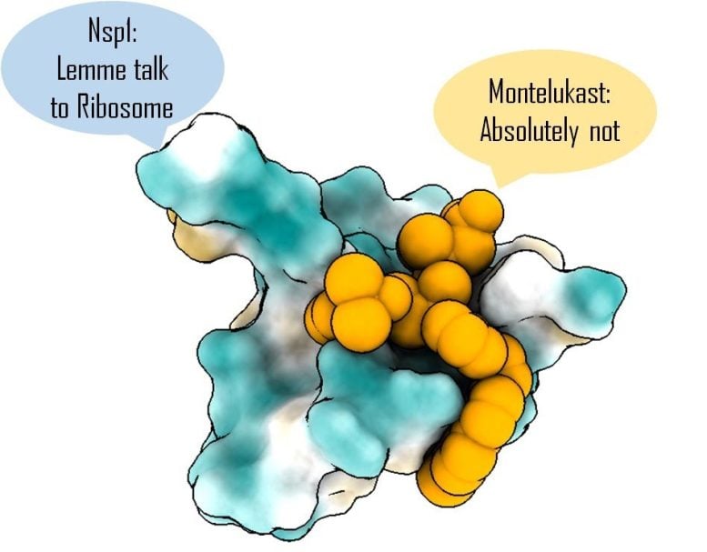 Targeting Nsp1 With Montelukast Helps Prevent Shutdown of Host Protein Synthesis