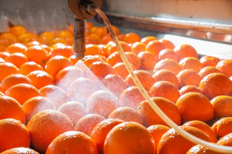 Tarocco Oranges Washing Waxing Process