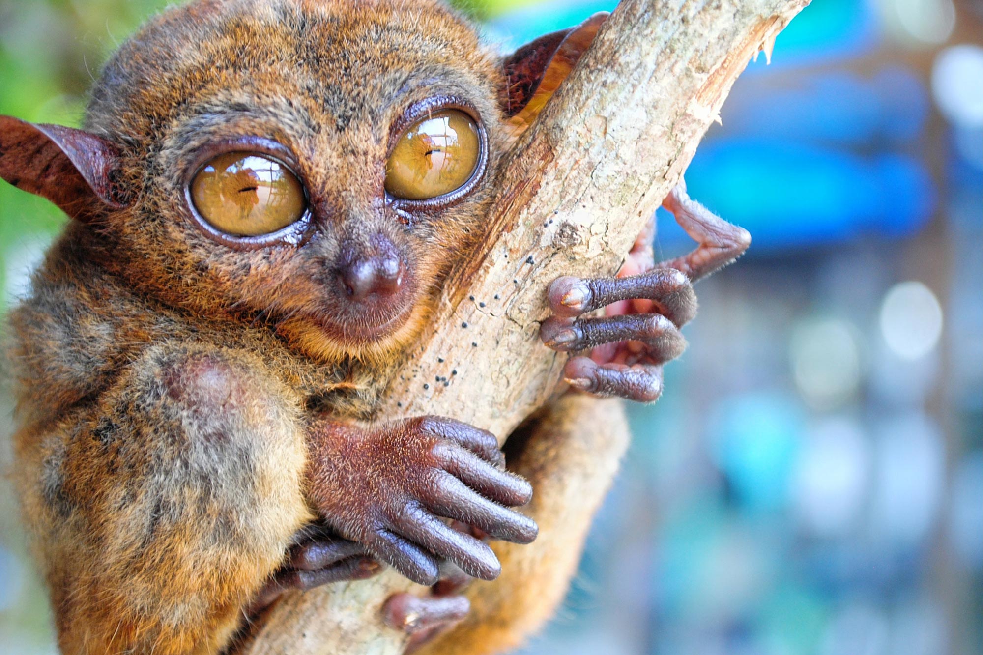 El árbol genealógico de primates más grande jamás creado, que incluye especies vivas y extintas