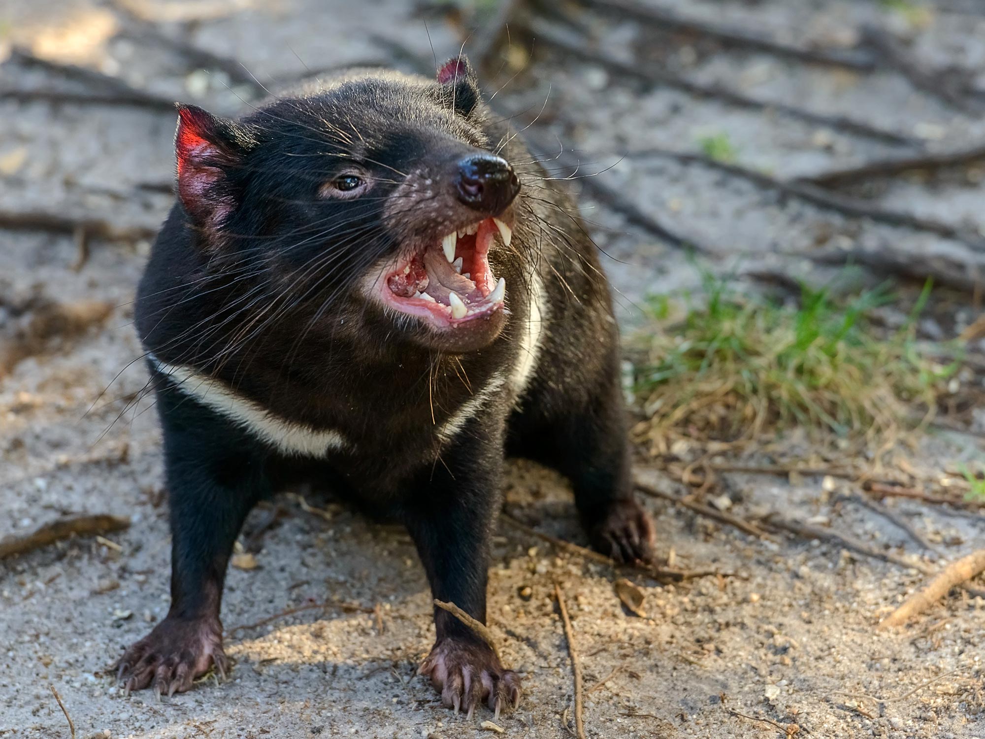 Scientists Puzzled: Tasmanian Devils Have Just Broken the Laws of Scavenging thumbnail