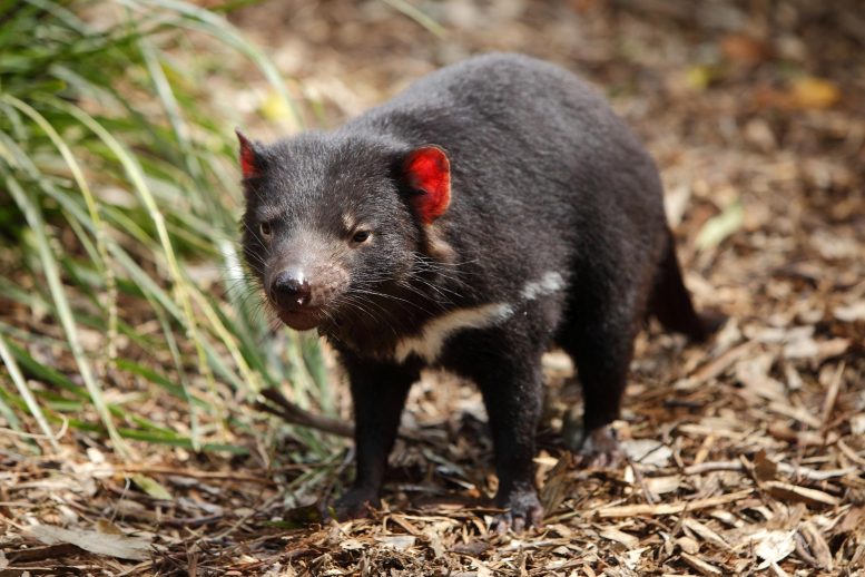 Tasmanian Devil Scavenging