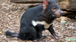 Tasmanian Devil Whiskers