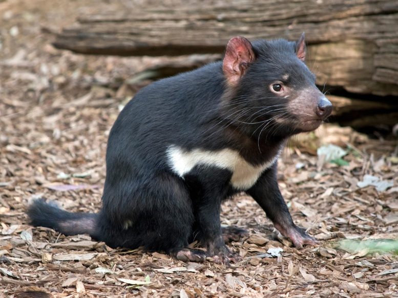 Tasmanian Devil Whiskers