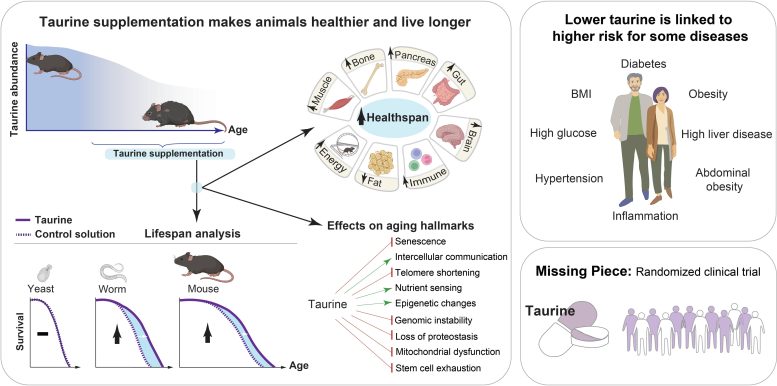 Taurine Supplementation Makes Animals Healthier and Live Longer