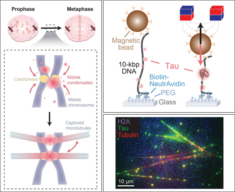 Tau–DNA Condensates Facilitate Chromosome–Microtubule Connections During Cell Division