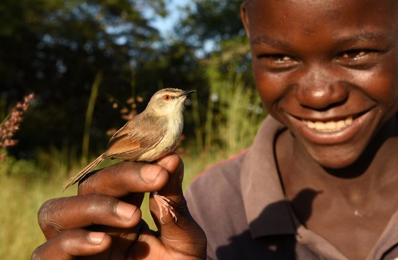 Tawny-Flanked Prinia With Field Assistant Tom Hamusikili in Zambia