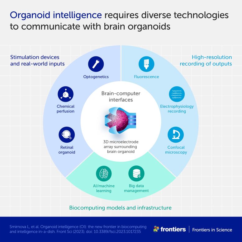 Technology Brain Organoid Intelligence Infographic