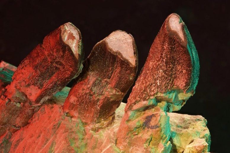 Teeth in a Jaw Section of Giraffatitan From Tanzania